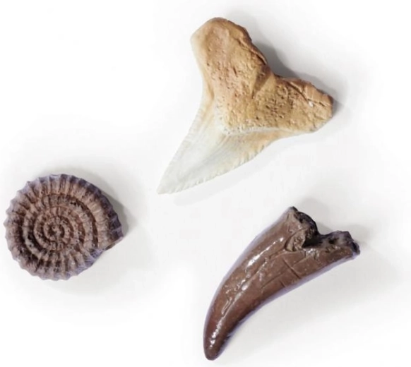 Diversity of Fossils