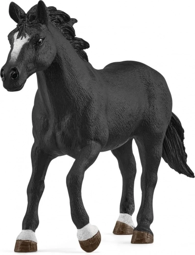 Suurepärane Appaloosa hobune