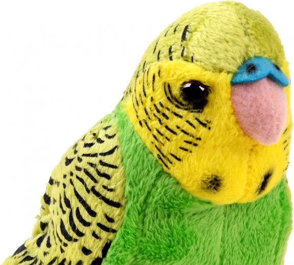 Realistic budgie design