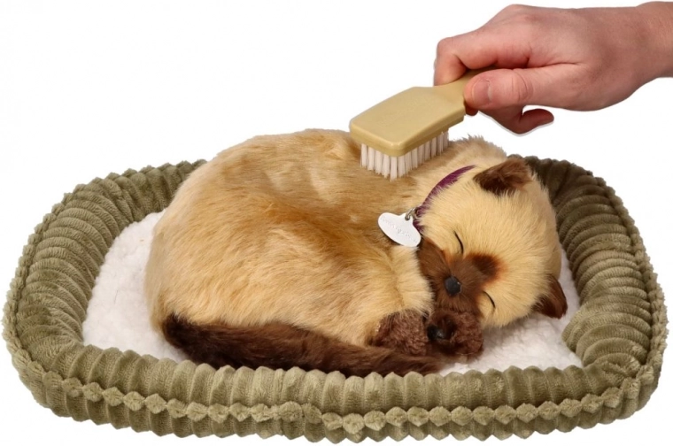 Hooldus ja mäng harjakesega