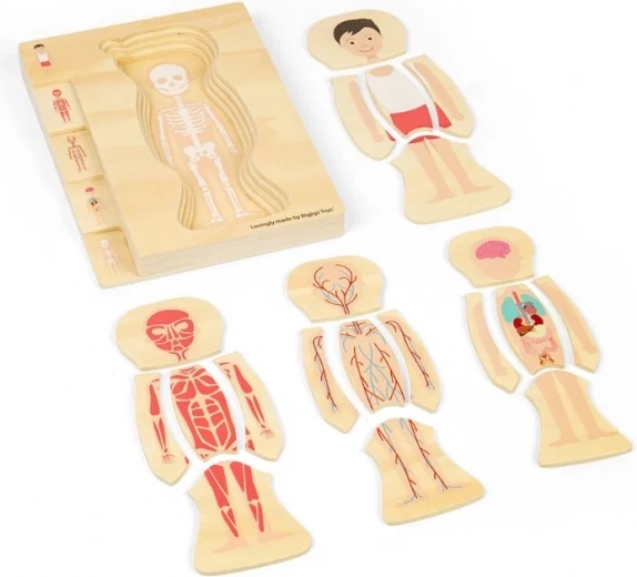 Layered exploration of the human body