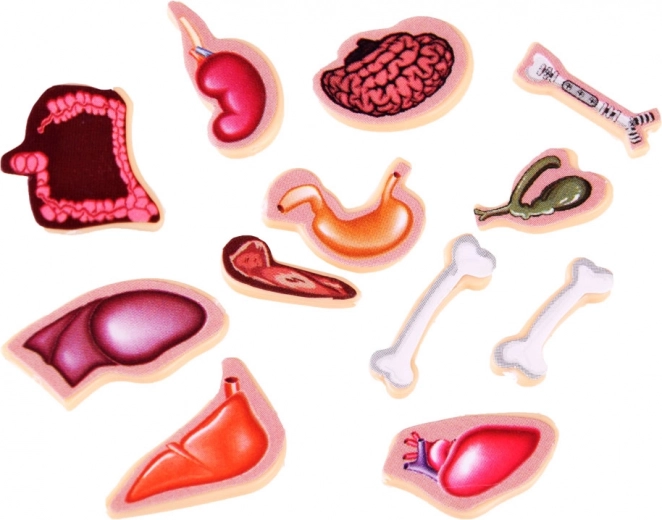 Discover human organs through play