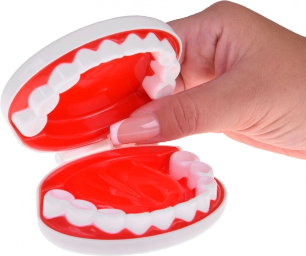 Hambaarsti nurk lõualuu mudeliga