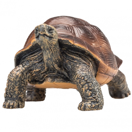 Lifelike details and natural coloration