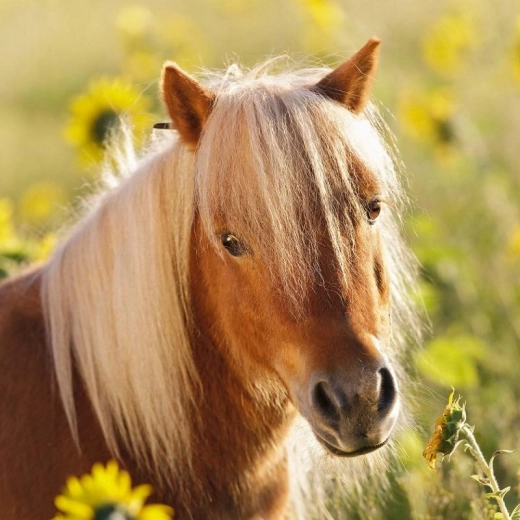 Kaunid illustratsioonid, mis innustavad mängima