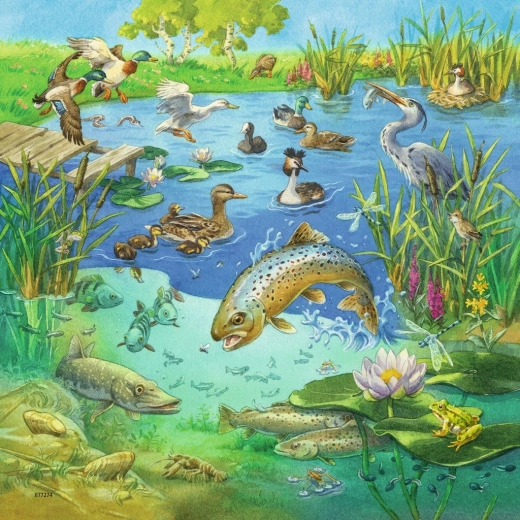 Colorful Pond Scene