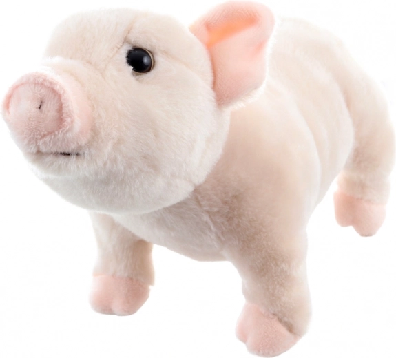 Kerge ja ideaalne kaasas kanda