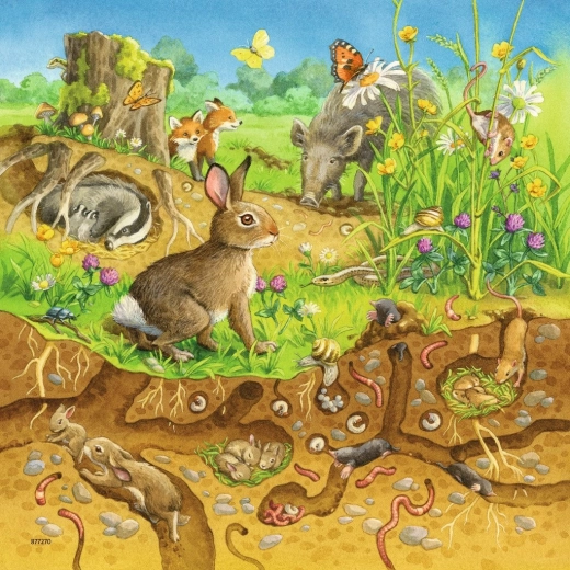 Forest Life Above and Below Ground