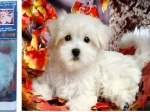 Diamond Painting – White Puppy 30 × 40 cm