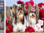 Diamond Painting Puppies in Roses 30 × 40 cm